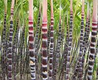 Ӫ������:
�����ִ�ҽѧ�о������������к��зḻ���Ƿ֡�ˮ�֣����⣬�����ж������³´�л�ǳ�����ĸ���ά���ء�֬���������ʡ��л��ᡢ�ơ��������ʡ����᲻���ܸ�ʳ��������ζ�����һ������ṩ���������Ӫ����������
�ô��ͻ�����
�����ô����ܻ��Ƣ�� 
��������������Ե�ȿ��ɫ�ĸ��ᣬ���ж��� 
��������Ǻõĸ��ᣬ�԰ɣ������ԣ�û���⡣ 
����
�����Ӫ����ֵ�ܸߣ�������ˮ�ֱȽ϶࣬ˮ��ռ�����84�������Ậ������Ϊ�ḻ�����е����ǡ������Ǽ����ǣ�������12�������⣬����ѧ���������ỹ��������������������ʣ��絰����0��2�ˡ�֬��0��5�ˡ���8���ˡ���4���ˡ���1��3���ˡ����⣬���ỹ�������Ŷ����ᡢ�Ȱ��ᡢ˿���ᡢ������ȶ�������������İ����ᣬ�Լ�ά����B1��ά����B2��ά����B6��ά����C�ȵȡ�����ĺ������ڸ���ˮ���У��۾ᡰ�ھ��������� 
�����ҹ��Ŵ�ҽѧ�һ����������롰����ҩ������ҽ��Ϊ��������Ρ�θ�������������ȡ��������������������θ������Ч����������������Ȳ�������˽��ķ��ڿʣ���θŻ�£����������Ŀ������������⣬���ỹ����ͨ���ᣬ����֭���ɻ���ƾ��ж��� 
�����������ǹ��м�Ʒ�������в��ʺ�������Ⱥ�����综��θ����Ż�¡���й�����ԡ�̵���֢�Ĳ��ˣ���ʱ���Ի��ٳԸ��ᣬ������ز��顣���⻹����ע�⣺������Ƿ������ù�䡣���ֱ��������ɫ���ĸ��ᣬ�п����ᣬ�����ʻ�ɫ������ɫ����֮��ùζ��ҧһ�ڴ���ζ������ζ�ĸ�����ʳ����������ù���ж����������񾭻�������ϵͳ�ܵ��𺦣������߻���ʹ��˫Ŀʧ������ȫ
e01
������̱��������������������������춴���ά��,����ĳ�θ���޷�����������ά,���п��ܻ�������������ˡ�
�����Ⱥ:
����һ����Ⱥ����ʳ�ã�Ƣθ�麮��θ�������߲���ʳ�á�